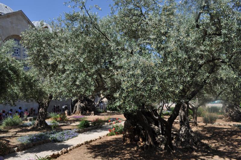 The Garden of Gethsemane